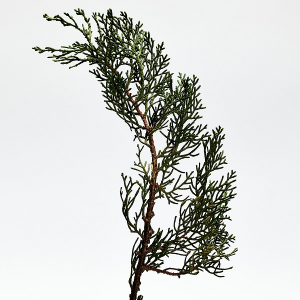 Perfume Loewe 001 Man de Loewe - Perfumerías Tin Tin